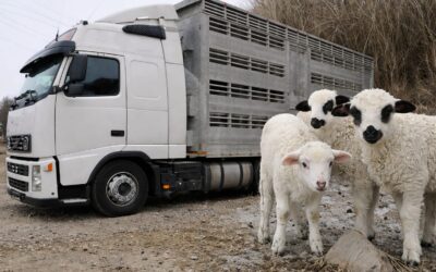 Alertă în Alba după ce 41 de miei dintr-un transport ilegal au dispărut