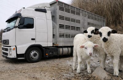 Alertă în Alba după ce 41 de miei dintr-un transport ilegal au dispărut