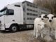 Alertă în Alba după ce 41 de miei dintr-un transport ilegal au dispărut