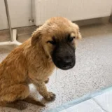 Cățelușă salvată din râu