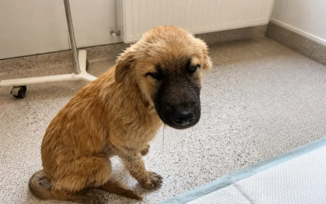 Cățelușă salvată din râu