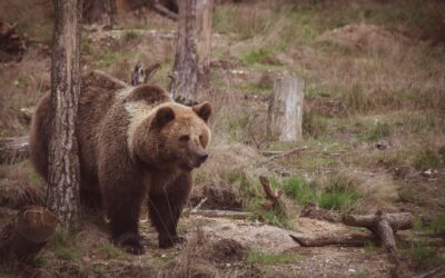Noua lege permite împușcarea a 60 de urși în județul Sibiu