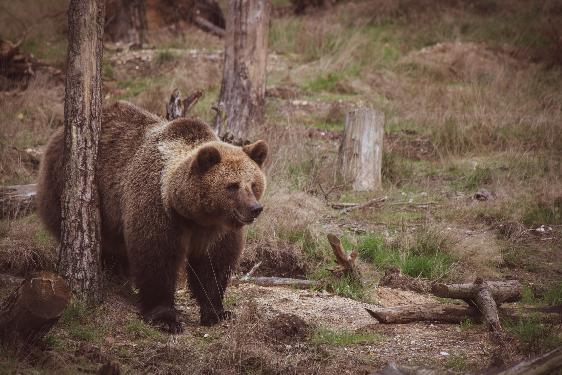 Exemplar de urs brun în pădure