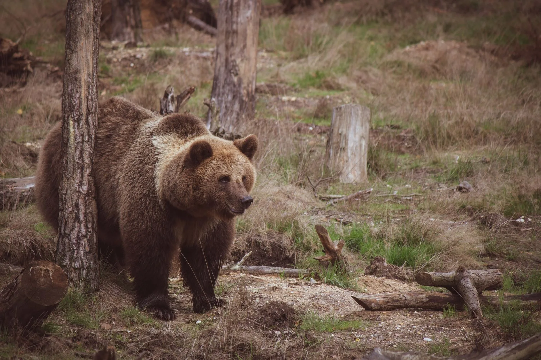 Exemplar de urs brun în pădure