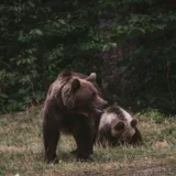 Urși într-o zonă de vânătoare